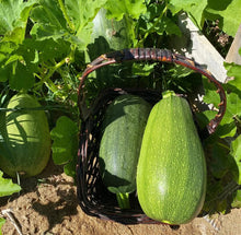 Load image into Gallery viewer, ZUCCHINI - Green Garden Mix
