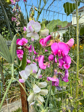 Load image into Gallery viewer, SWEET PEA (PERENNIAL) - Pink &amp; White Mix
