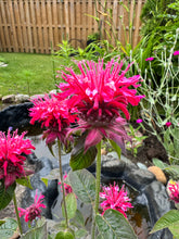 Load image into Gallery viewer, BEE BALM - Raspberry
