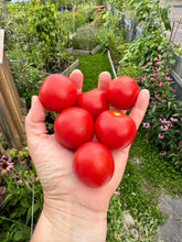Load image into Gallery viewer, TOMATO - Amy's Sugar Gem
