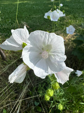 Load image into Gallery viewer, MUSKMALLOW - White
