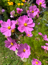 Load image into Gallery viewer, COSMOS - Pink

