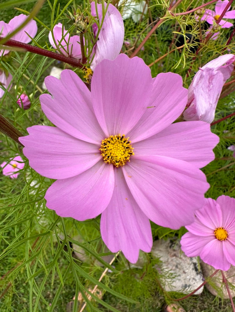 COSMOS - Pink