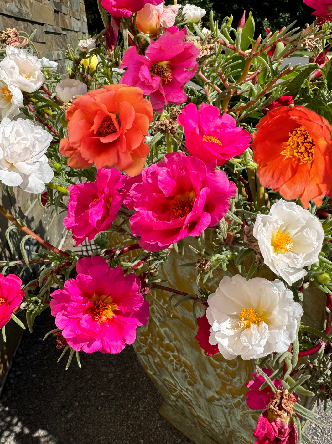 PORTULACA - Double Mixed Colours