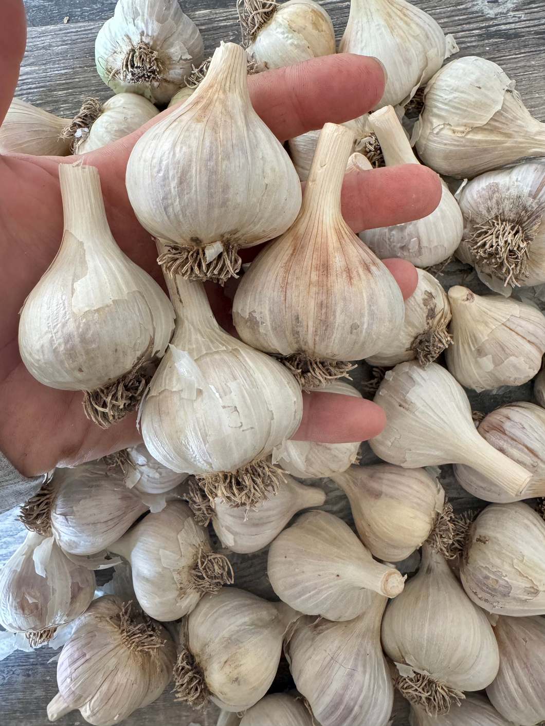 GARLIC