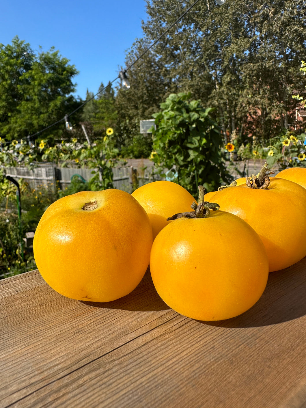 TOMATO - Garden Peach