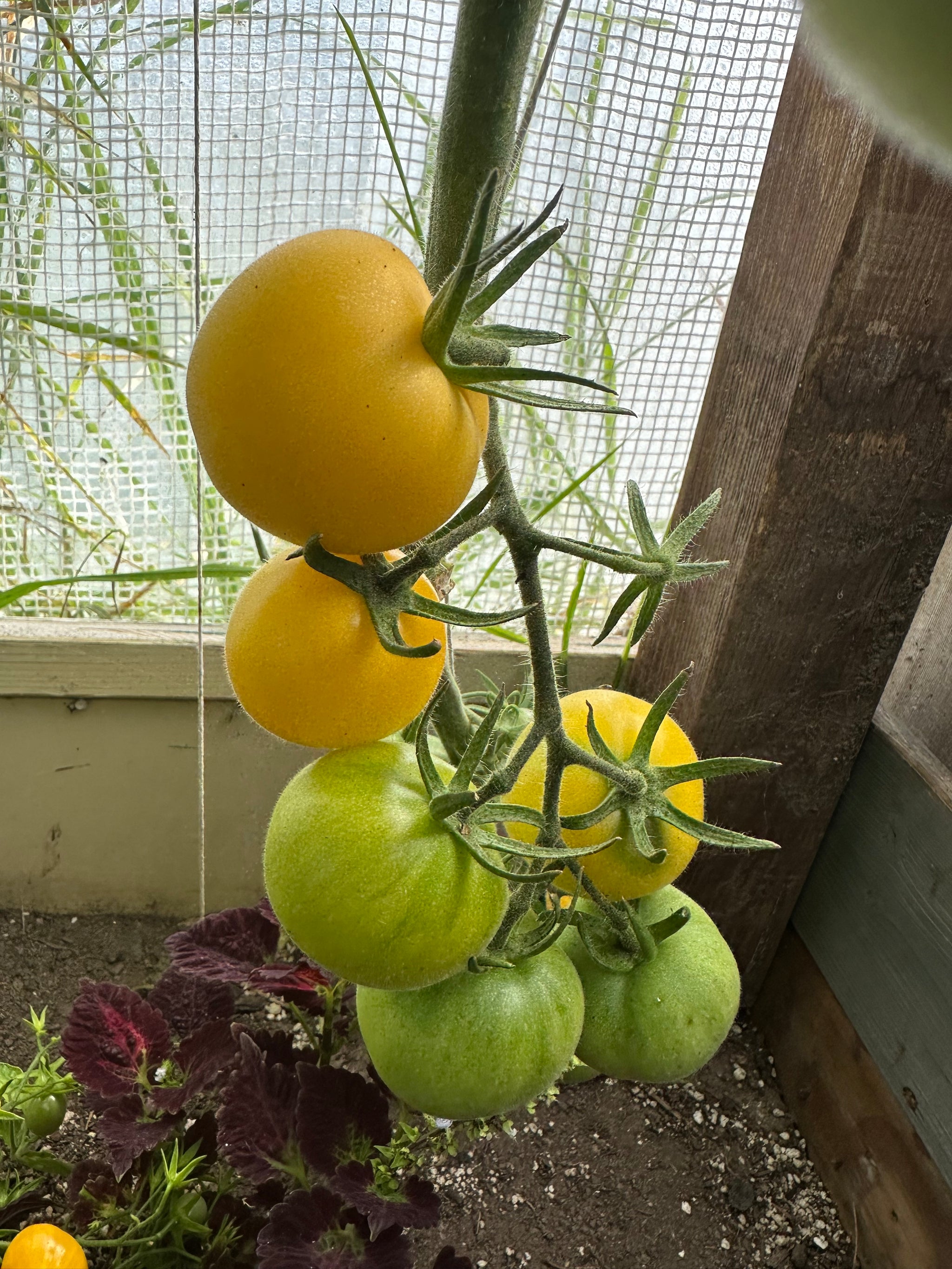 TOMATO - Garden Peach – The Superior Gardener