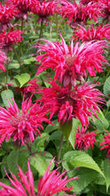 Load image into Gallery viewer, BEE BALM - Raspberry
