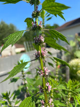 Load image into Gallery viewer, MOTHERWORT
