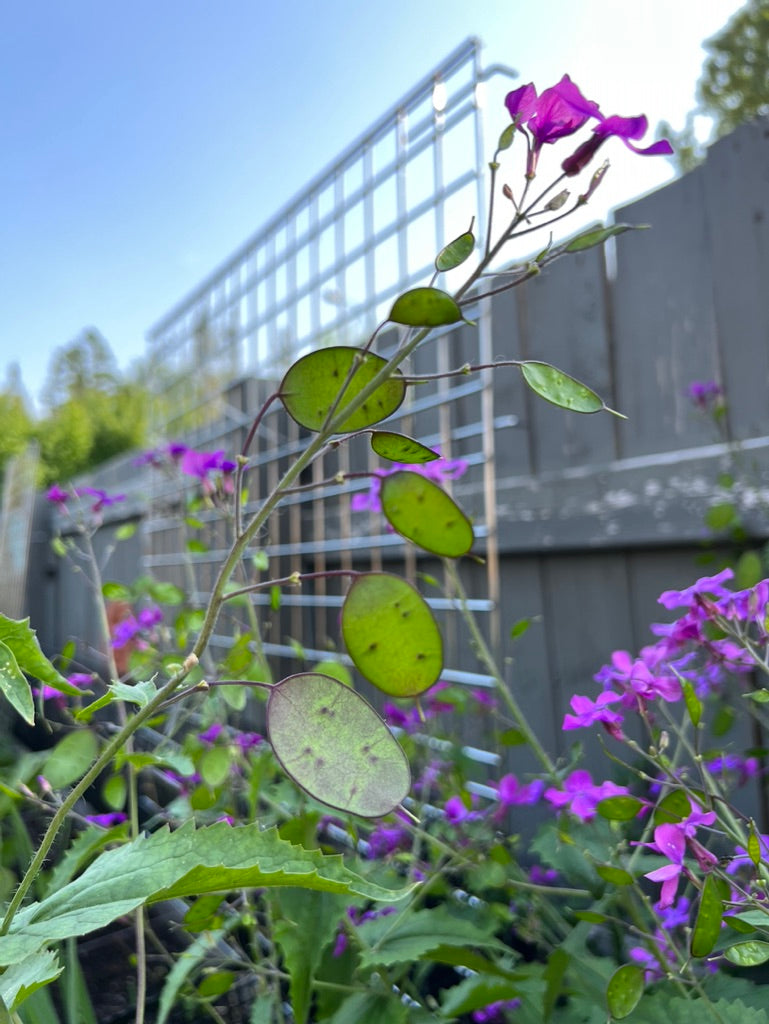 dollar money plant MONEY PLANT – The Superior Gardener