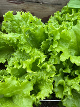 Load image into Gallery viewer, LETTUCE - Grand Rapids
