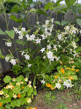 Load image into Gallery viewer, NICOTIANA - White
