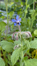 Load image into Gallery viewer, BORAGE
