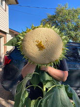 Load image into Gallery viewer, SUNFLOWER - Giant Mix
