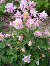Load image into Gallery viewer, COLUMBINE - Lover&#39;s Mix
