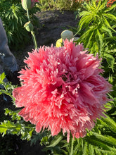 Load image into Gallery viewer, POPPY - Double Pink
