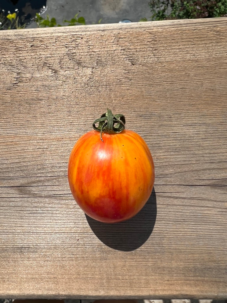 TOMATO - Sunrise Bumblebee
