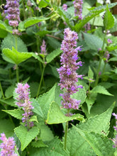 Load image into Gallery viewer, ANISE HYSSOP
