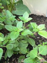 Load image into Gallery viewer, BASIL - HOLY (Tulsi)
