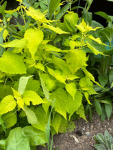 Load image into Gallery viewer, ANISE HYSSOP - Korean Mint
