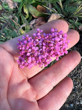 Load image into Gallery viewer, YARROW - Pink

