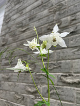 Load image into Gallery viewer, COLUMBINE - White
