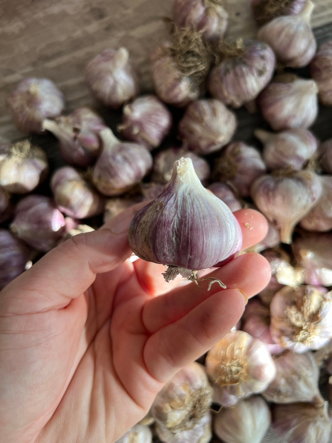 GARLIC