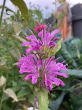 Load image into Gallery viewer, BEE BALM - Lilac

