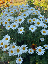 Load image into Gallery viewer, SHASTA DAISY
