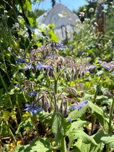 Load image into Gallery viewer, BORAGE
