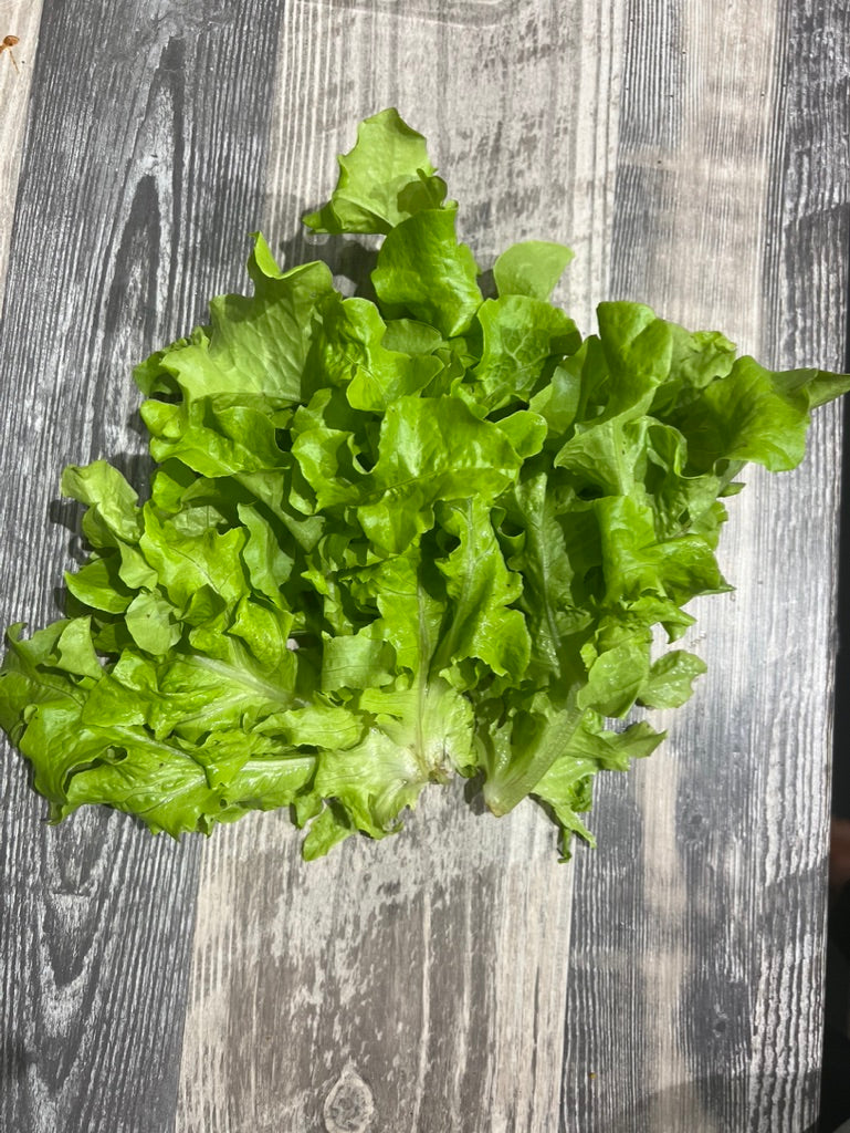 LETTUCE - Salad Bowl