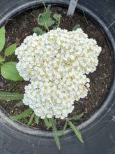 Load image into Gallery viewer, YARROW - White
