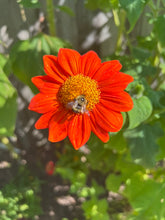 Load image into Gallery viewer, SUNFLOWER - Mexican (Tithonia)
