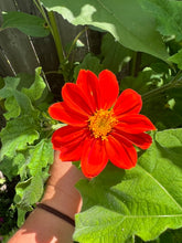 Load image into Gallery viewer, SUNFLOWER - Mexican (Tithonia)
