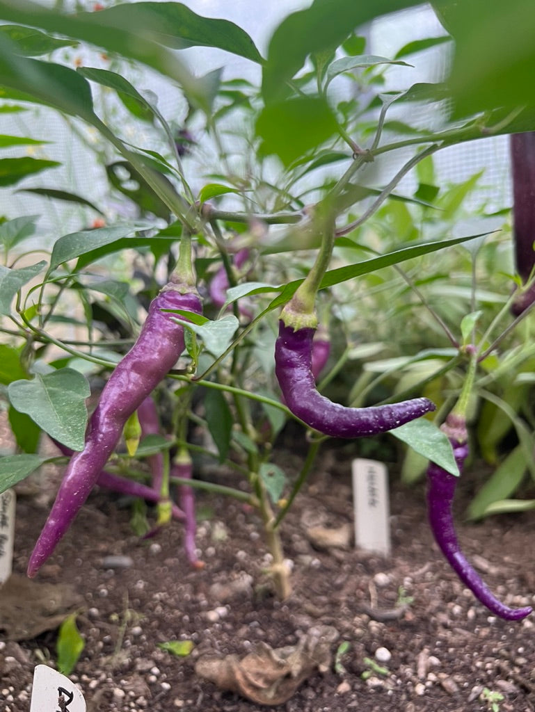 PEPPER (HOT) - Buena Mulata