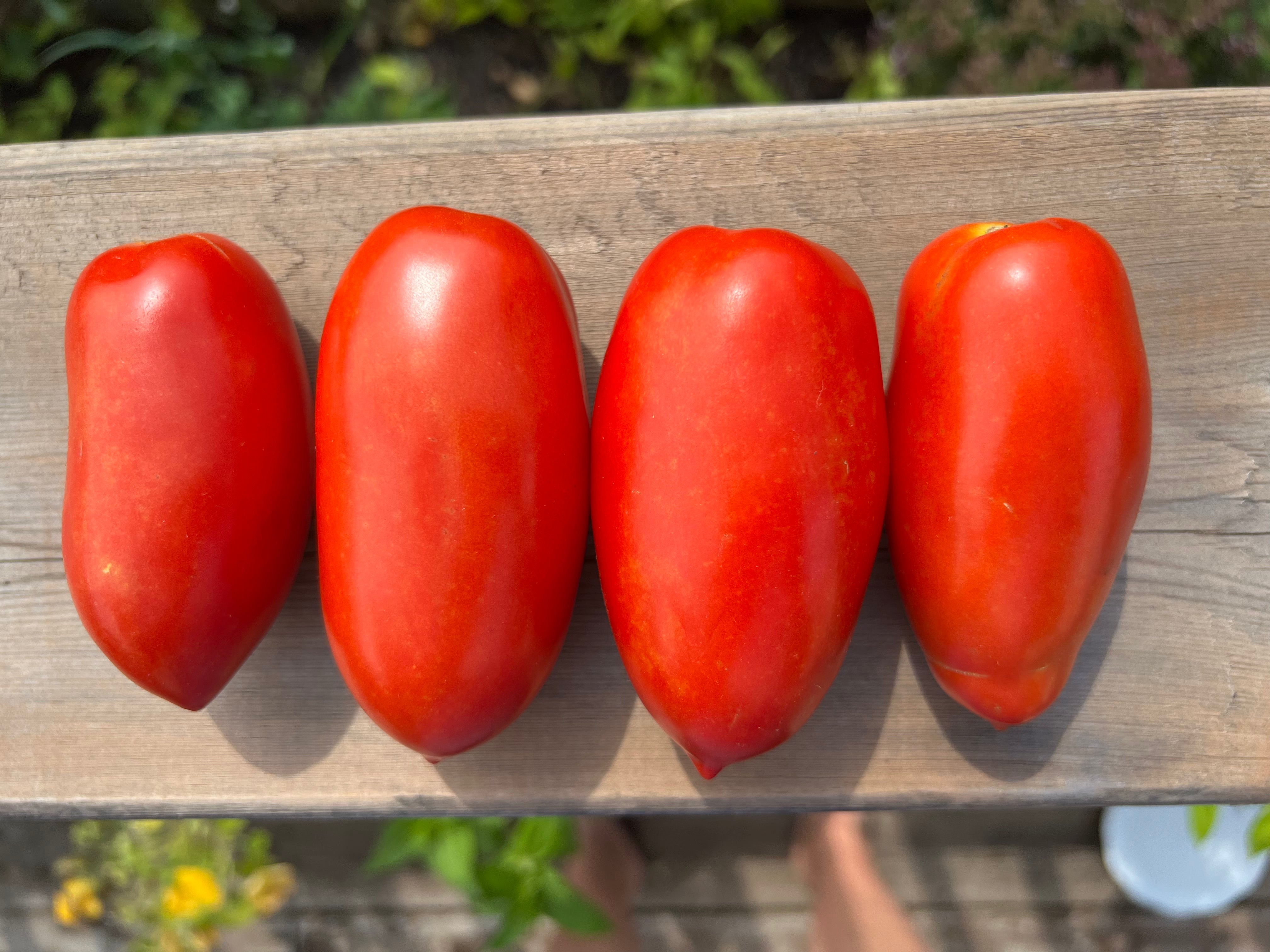 TOMATO - Roma – The Superior Gardener