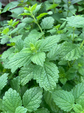 Load image into Gallery viewer, LEMON BALM
