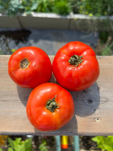 Load image into Gallery viewer, TOMATO - Bonny&#39;s Best
