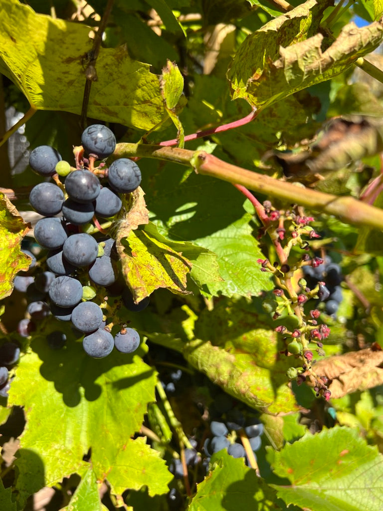 GRAPE - Red Concord – The Superior Gardener