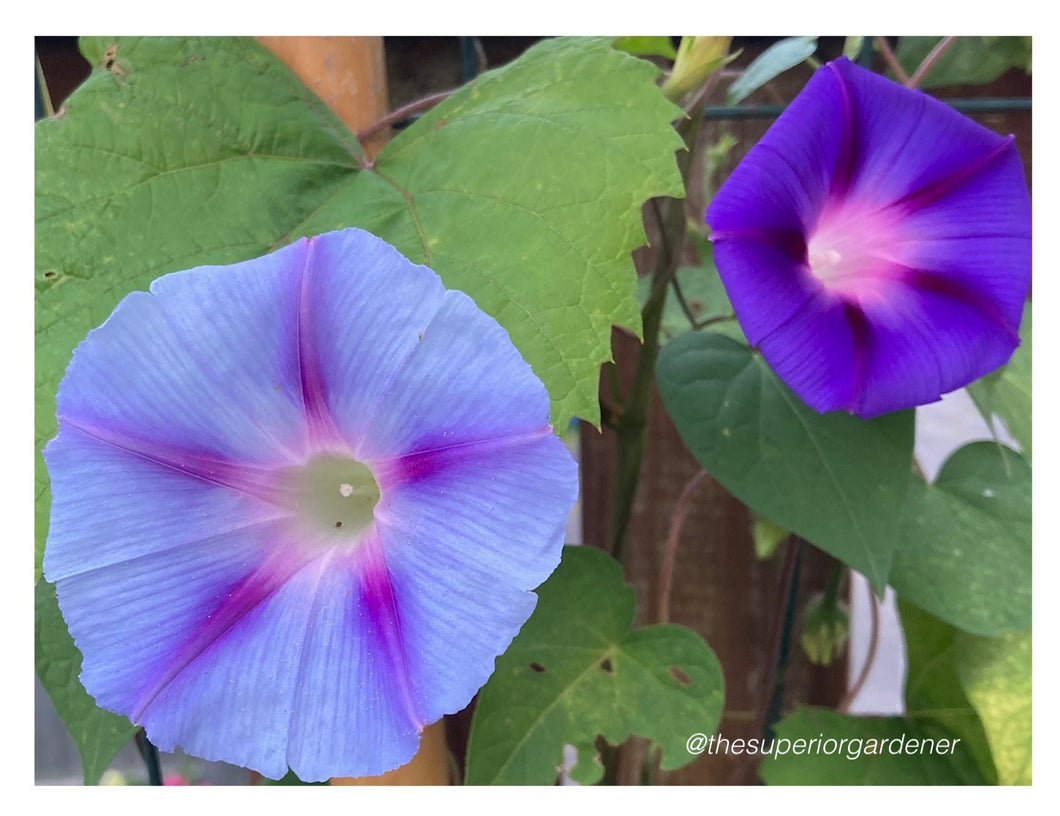 MORNING GLORY - Tall Mixed Colours
