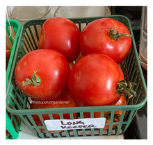 Load image into Gallery viewer, TOMATO - Long Keeper
