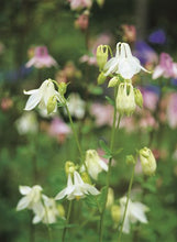 Load image into Gallery viewer, COLUMBINE - Lover&#39;s Mix
