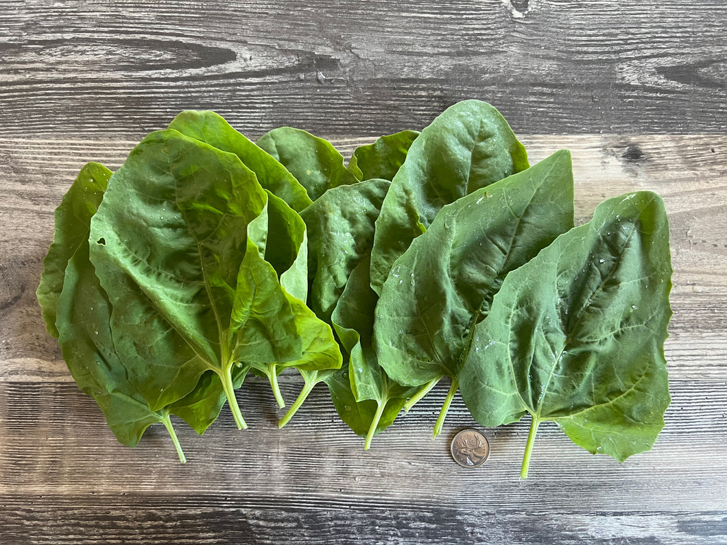SPINACH - Large Leaf