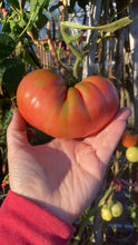 Load image into Gallery viewer, TOMATO - Prudens Purple
