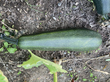 Load image into Gallery viewer, ZUCCHINI - Green Garden Mix
