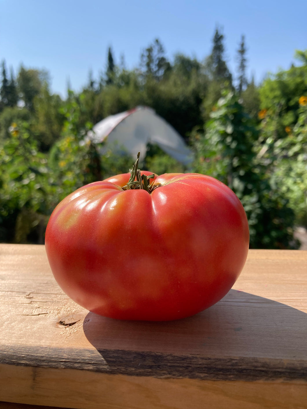 TOMATO - Poland Pink