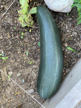 Load image into Gallery viewer, ZUCCHINI - Green Garden Mix
