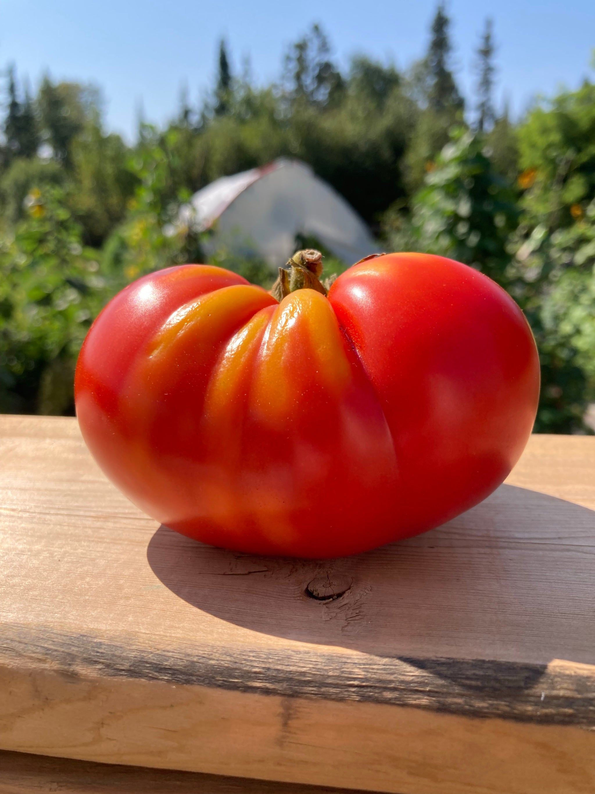 TOMATO - Red Slicer – The Superior Gardener