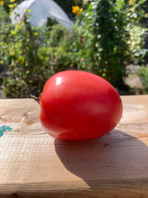 Load image into Gallery viewer, TOMATO - Pink Brandy
