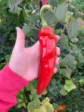 Load image into Gallery viewer, PEPPER (CHILI) - New Mexico 6
